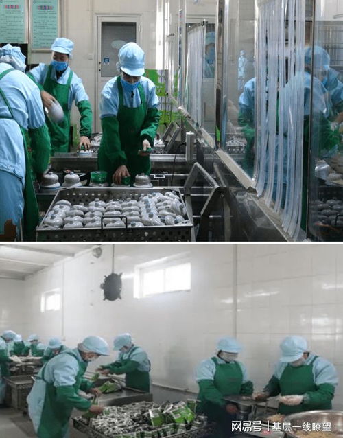 登封小苍娃 绿色产业赋能，特色农产架起乡村振兴金色桥梁